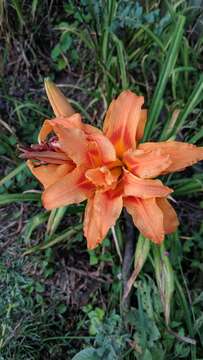 Image of Hemerocallis fulva var. fulva