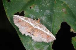 Image of Eugnathia diagonalis Hampson 1910