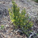 Image of Verticordia staminosa C. A. Gardner & George