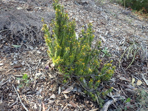 Image of Verticordia