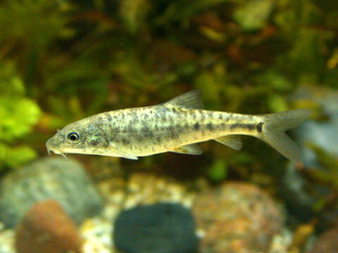 Image of Barbel