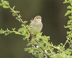 Cisticola chiniana chiniana (Smith & A 1843) resmi