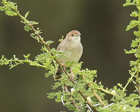 Cisticola chiniana chiniana (Smith & A 1843) resmi