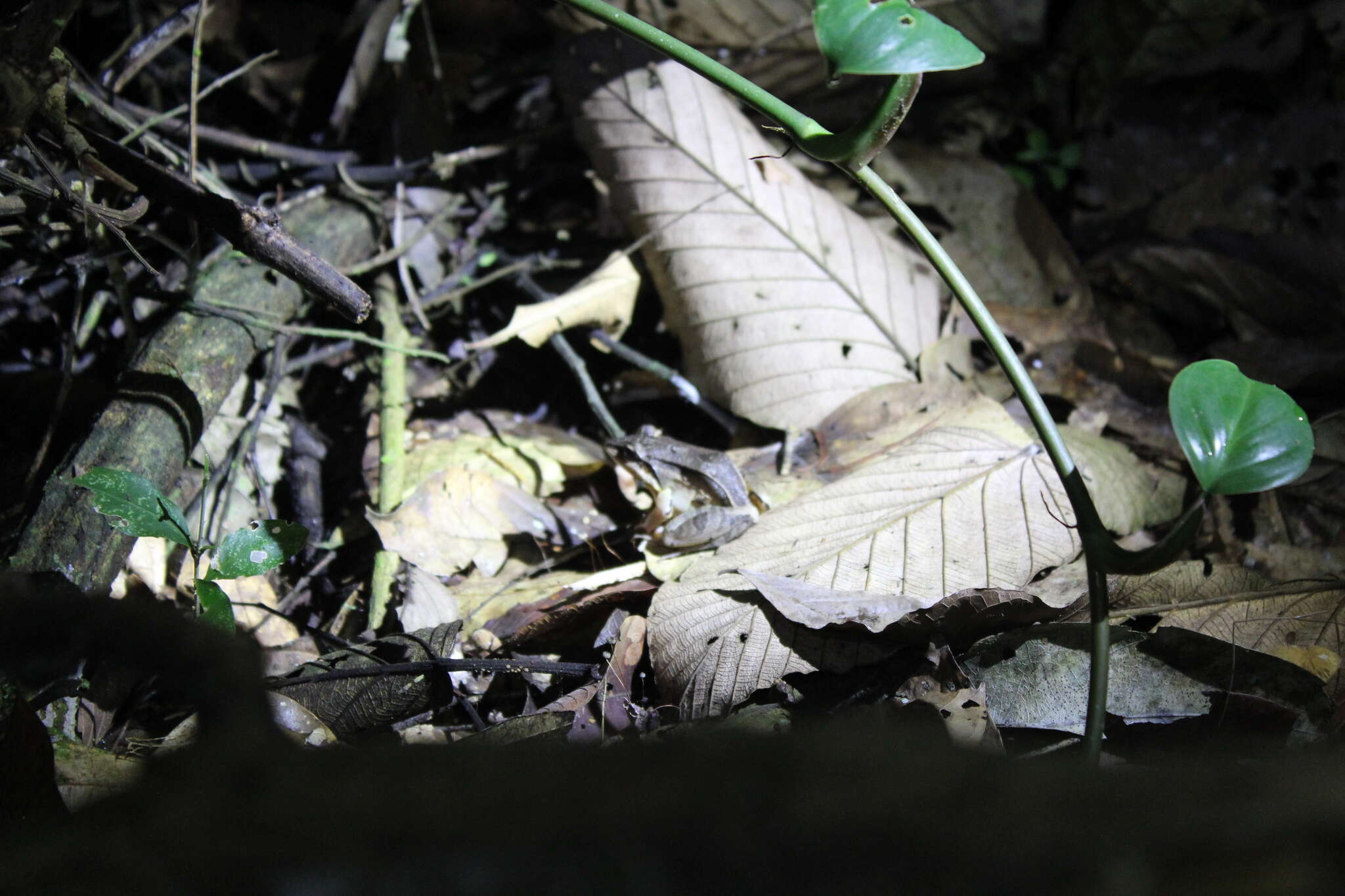 Plancia ëd Leptodactylus didymus Heyer, García-Lopez & Cardoso 1996