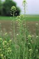 Imagem de Camelina sativa (L.) Crantz