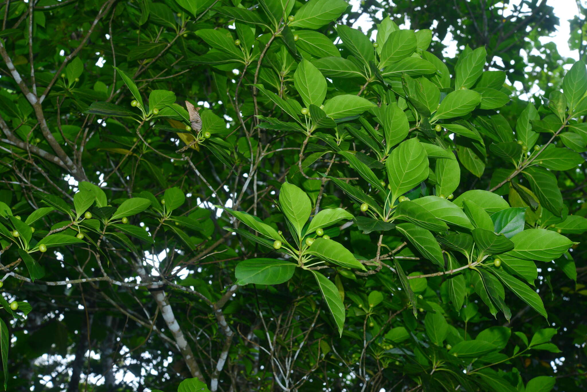 Image de Timonius arboreus Elmer