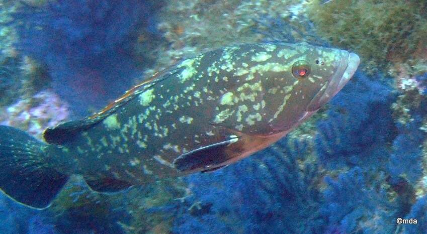 Image of Dusky Grouper