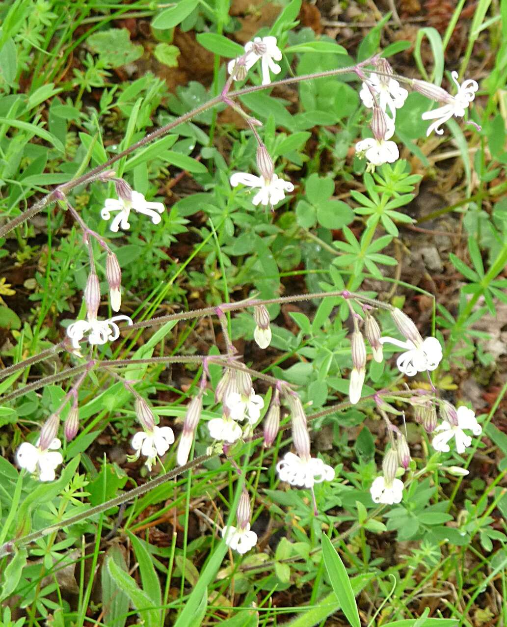 Image of Eurasian catchfly