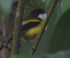 Image of Golden-winged Tody-Flycatcher