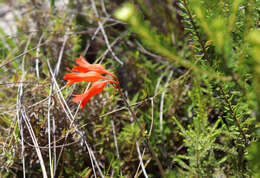 Image of Cyrtanthus staadensis Schönland