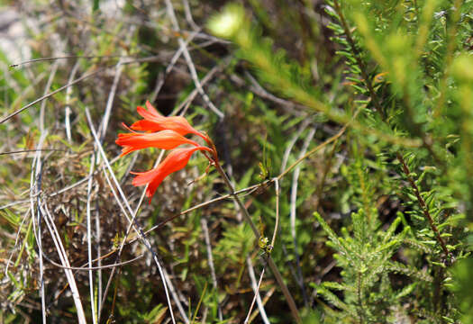 Image of Cyrtanthus staadensis Schönland