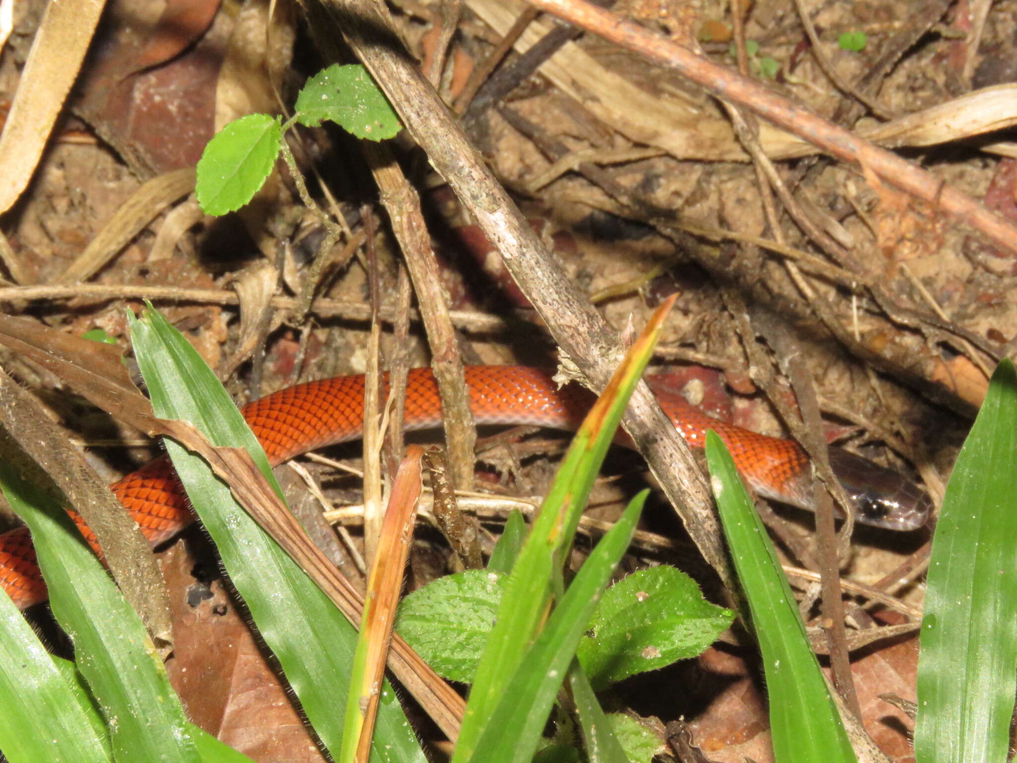 Image of Tschudi's False Coral Snake