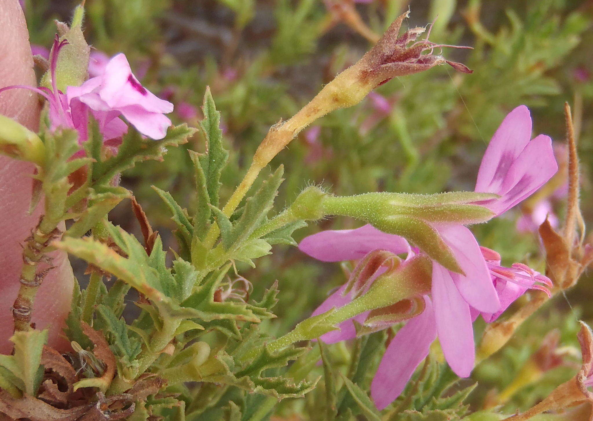 Image of Pelargonium pseudoglutinosum Knuth