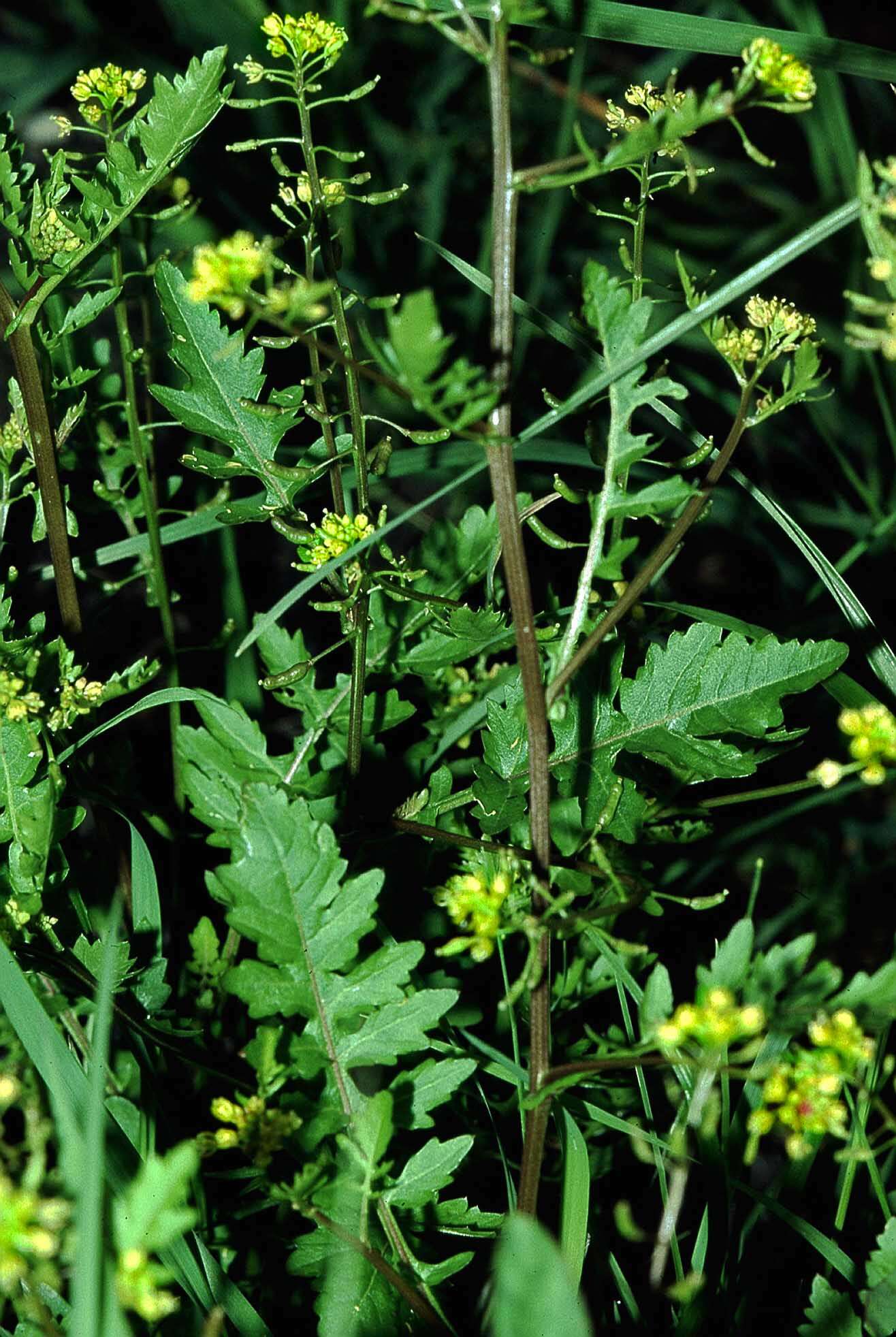 Image de rorippe à petites fleurs