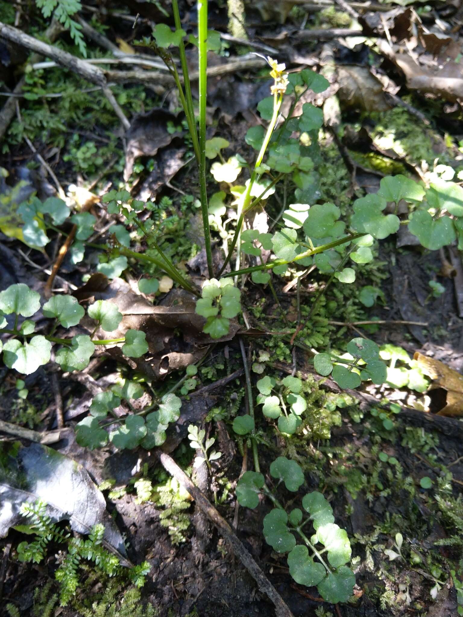 Image of Cardamine dolichostyla Heenan