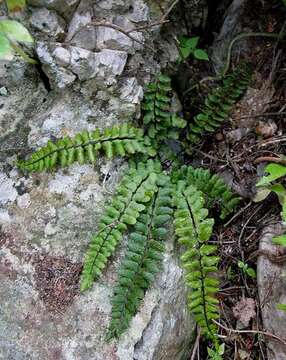 Image of Asplenium trichomanes subsp. coriaceifolium Rasbach, K. Rasbach, Reichst. & Bennert