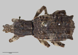 Image of Turbott's weevil