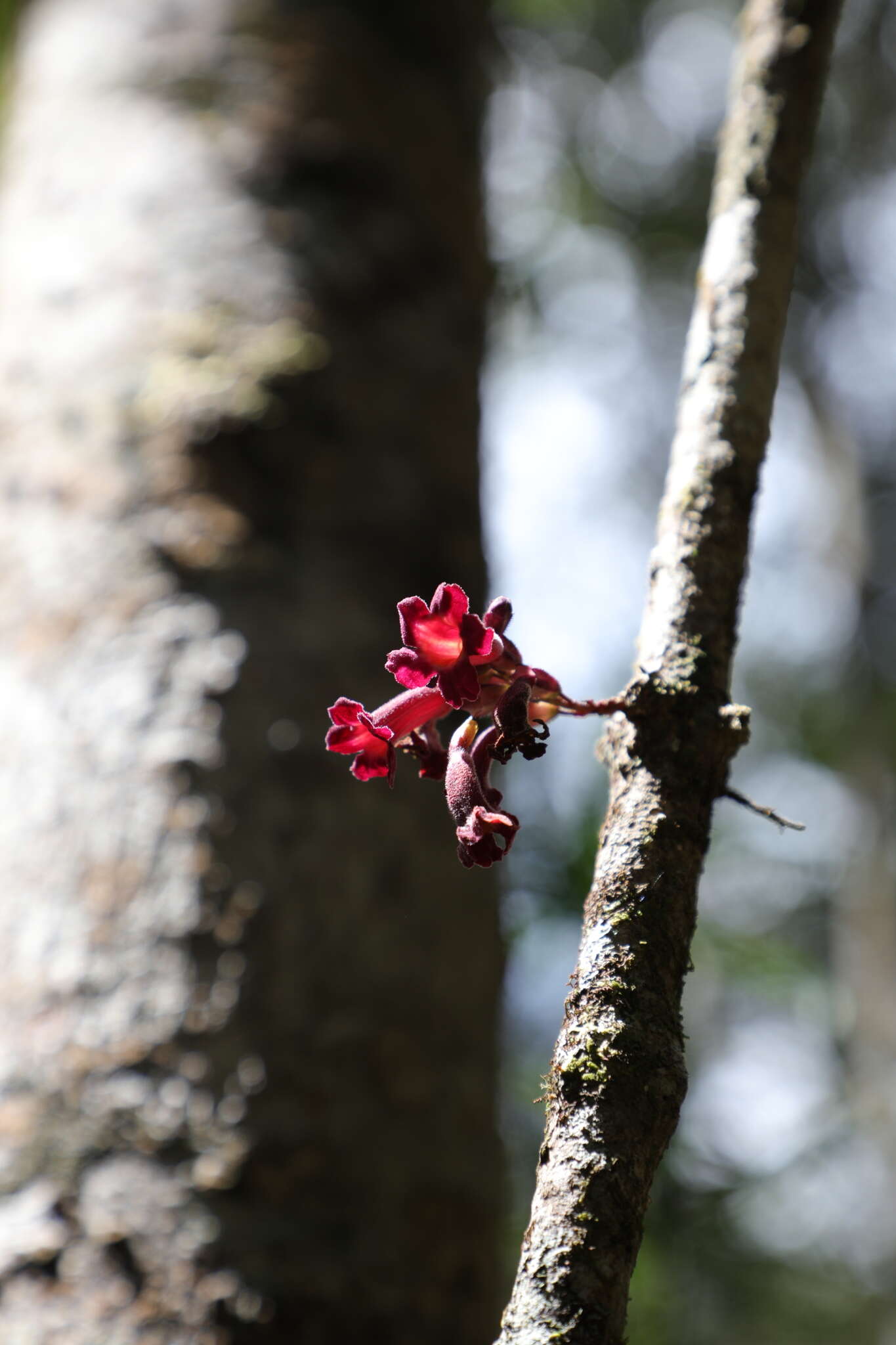 Image of Colea fusca H. Perrier