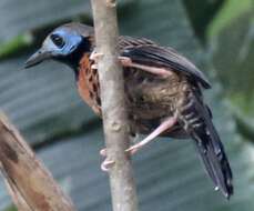 Image of Phaenostictus Ridgway 1909