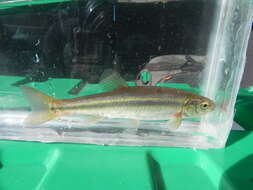 Image of Northern Pearl Dace