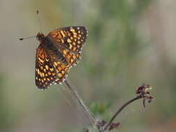 Image of Gabb's Checkerspot