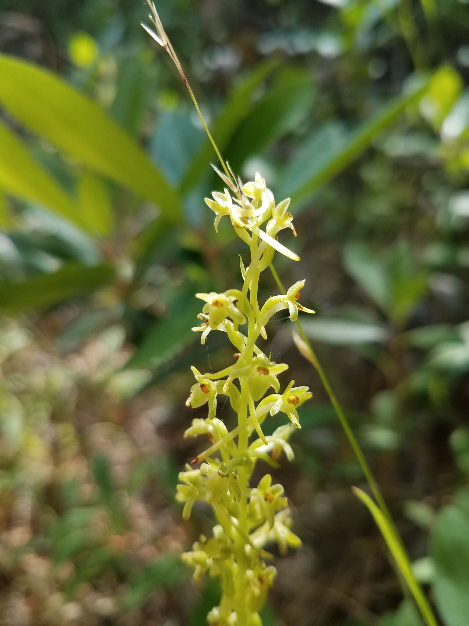 Image of Michael's rein orchid