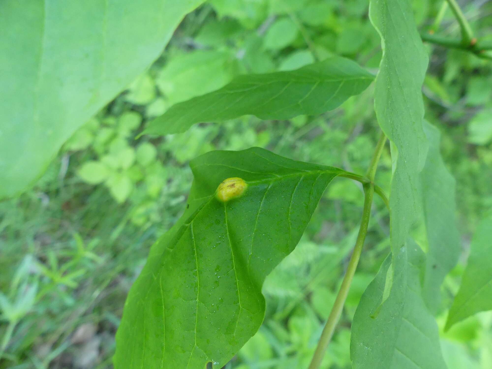 Image of Puccinia sparganioidis Ellis & Barthol. 1896