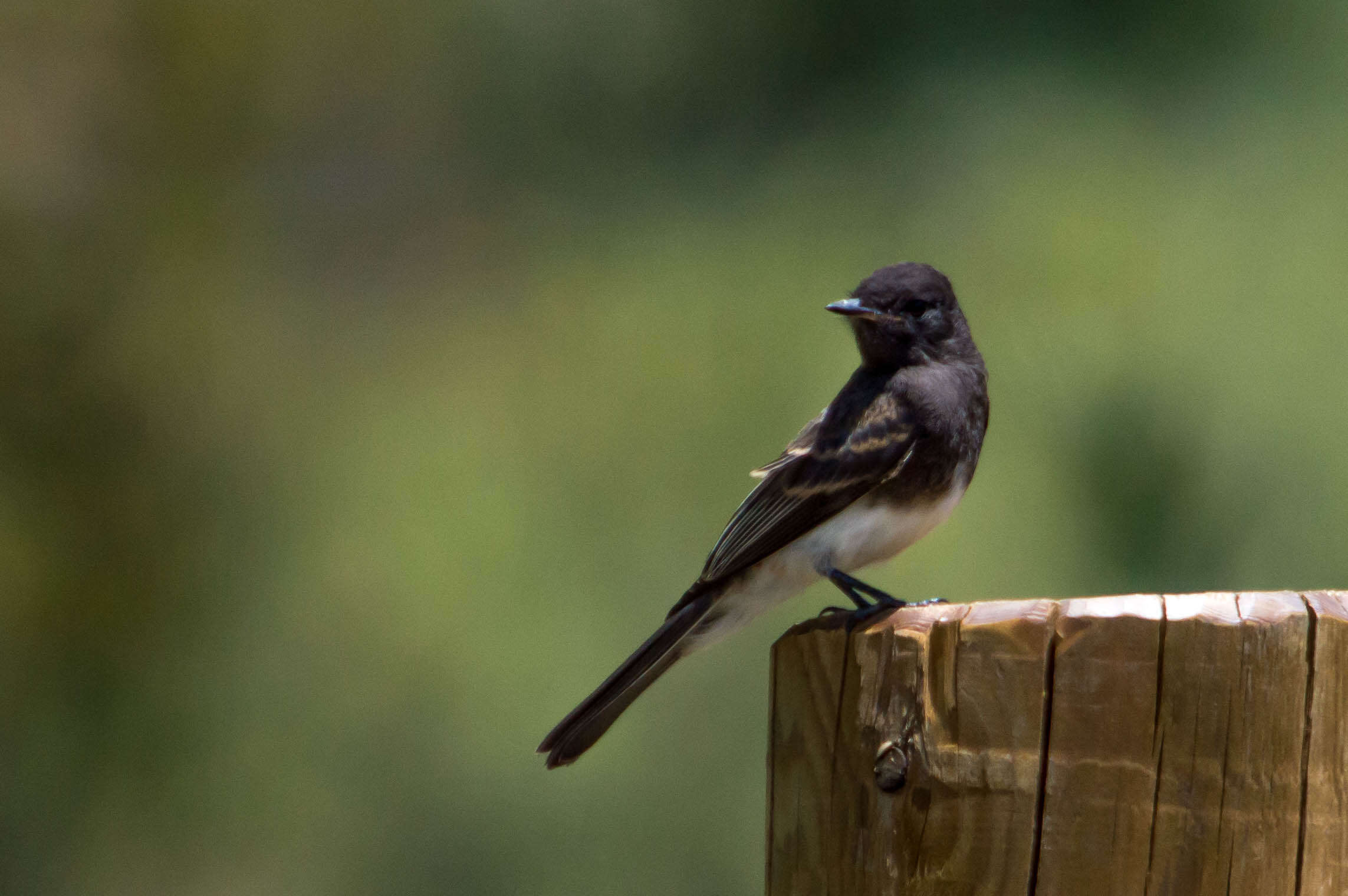 Image of Black Phoebe