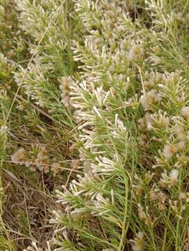 Image of Baccharis linearifolia (Lam.) Pers.