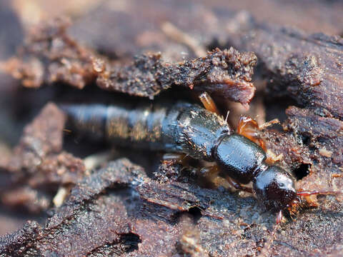 Image of Lathrobium (Lathrobium) brunnipes (Fabricius 1792)