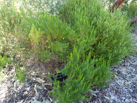 Image of Darwinia wittwerorum N. G. Marchant & G. J. Keighery