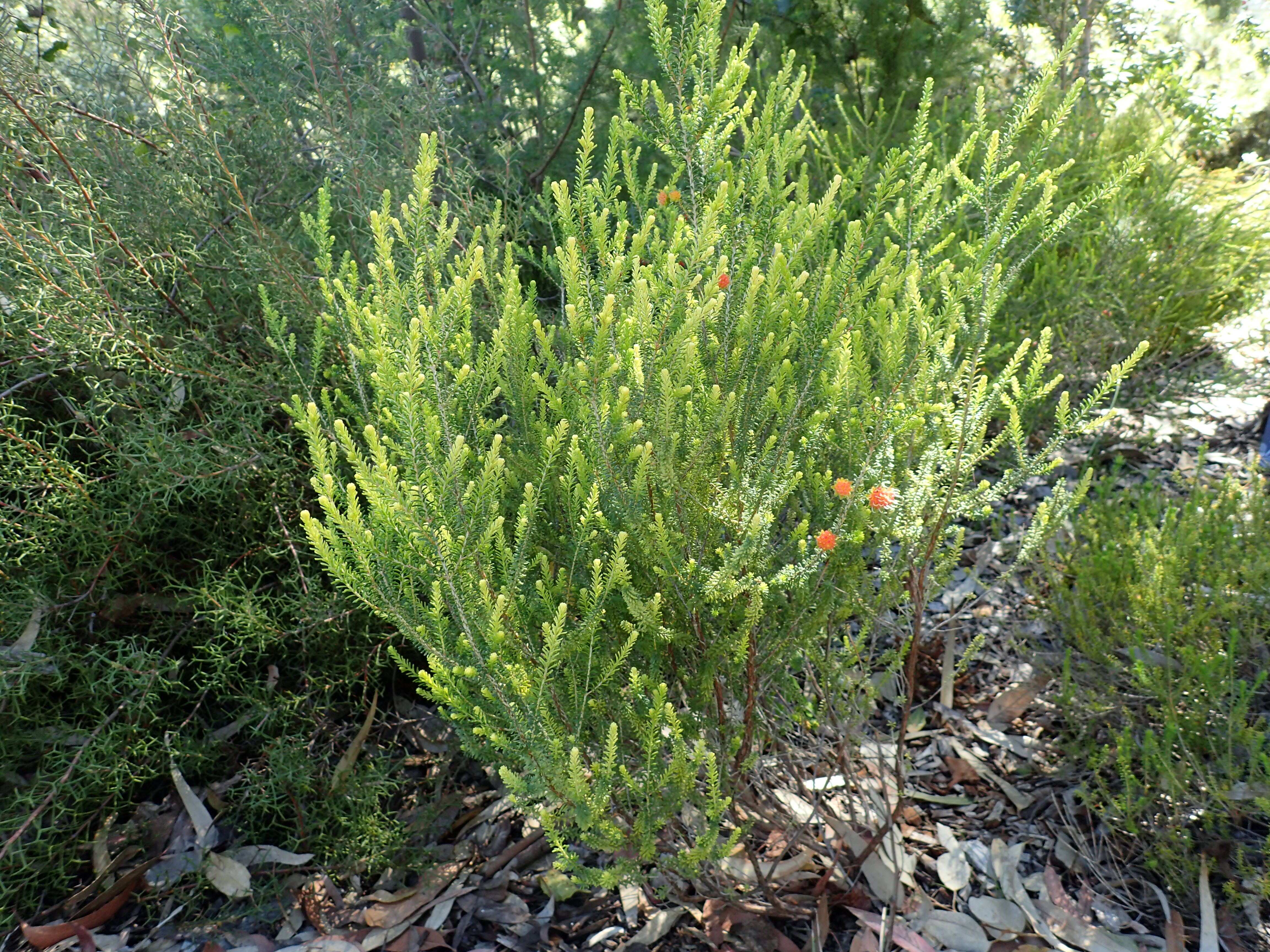 Image of Darwinia ferricola Keighery