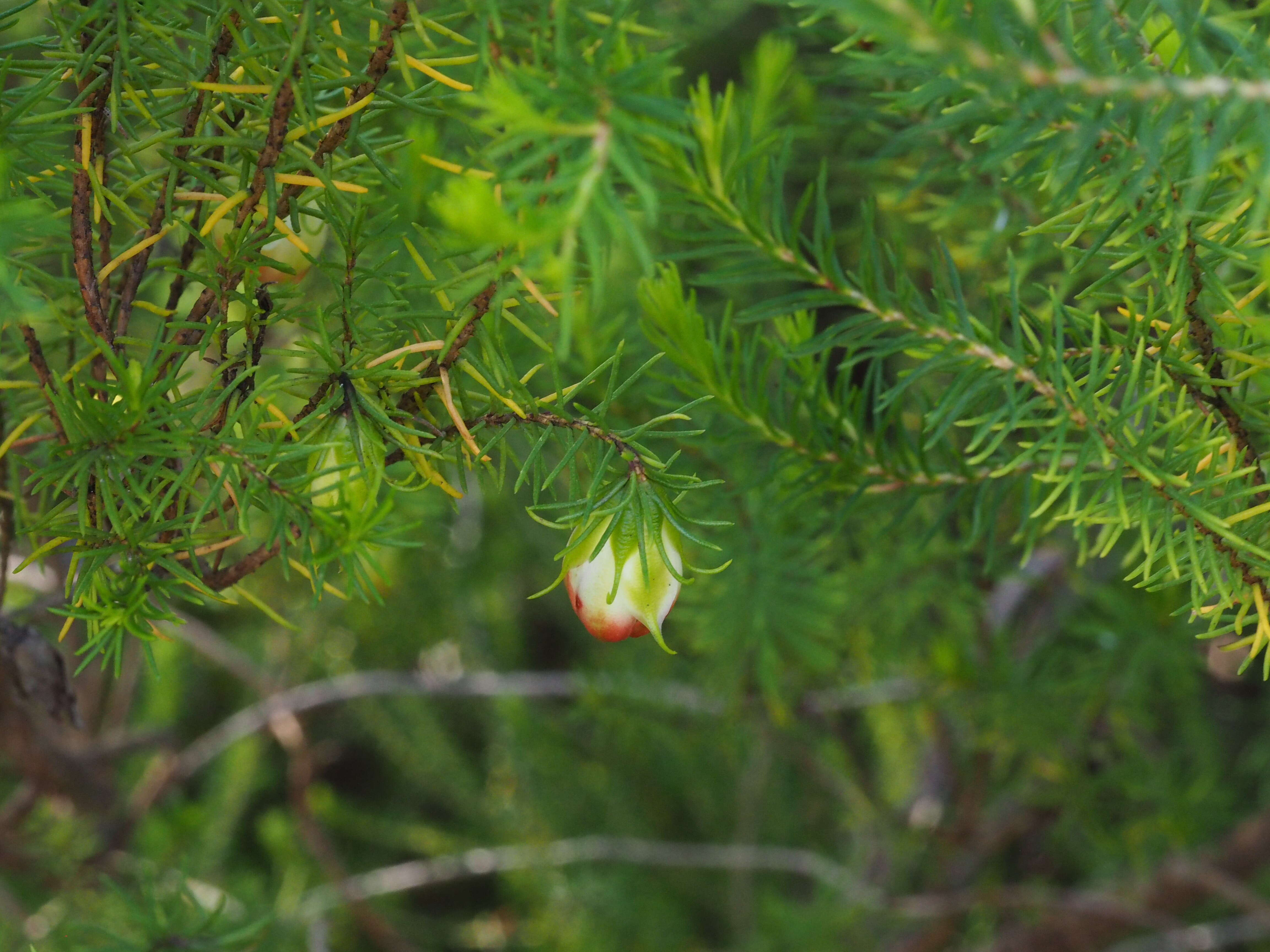 Darwinia wittwerorum N. G. Marchant & G. J. Keighery的圖片