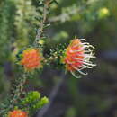 Image of Darwinia ferricola Keighery