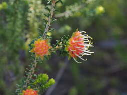 Image of Darwinia ferricola Keighery