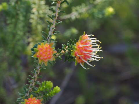 Sivun Darwinia ferricola Keighery kuva