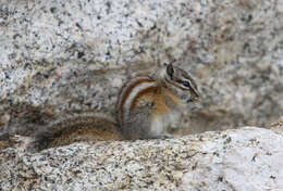 Image of Alpine Chipmunk