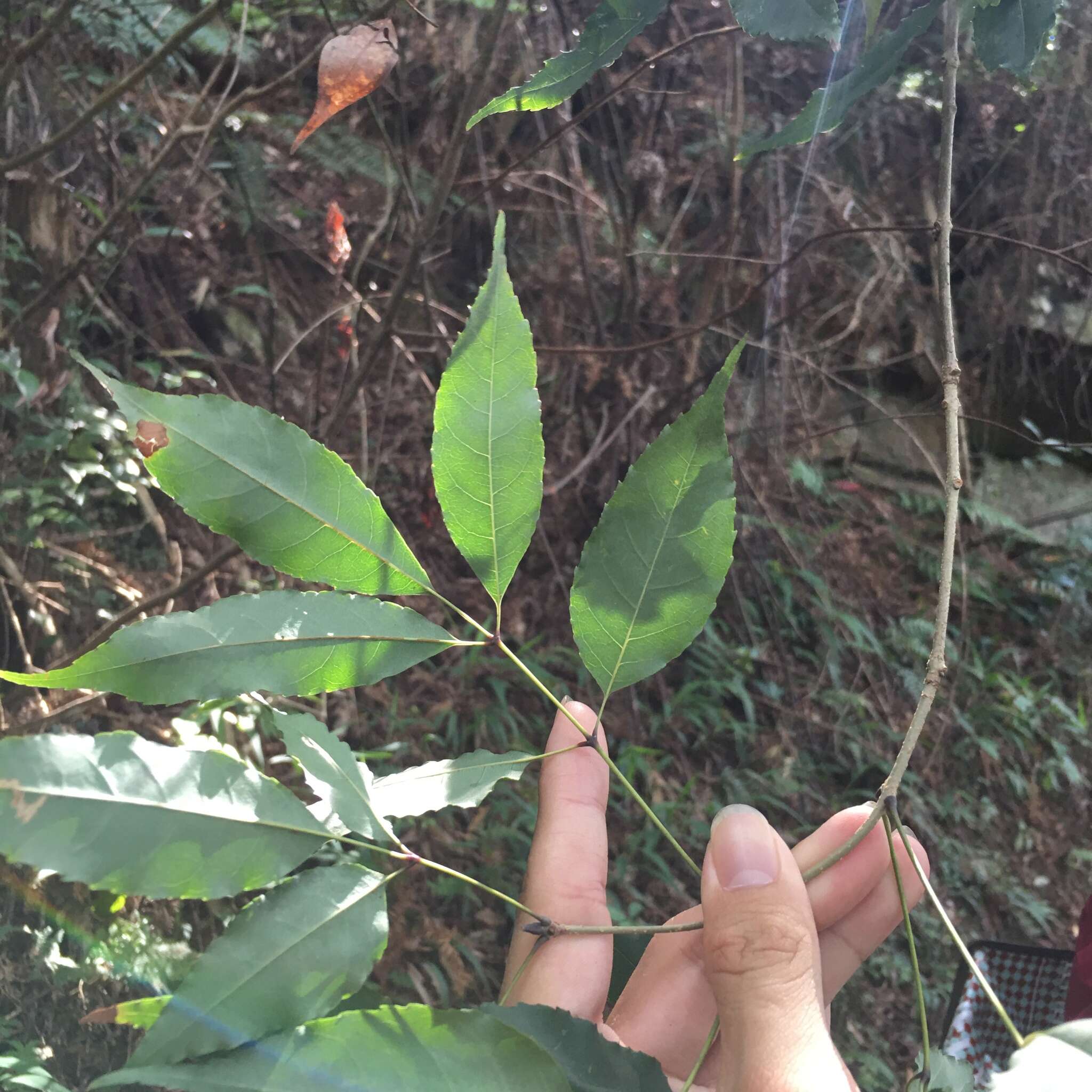 Image of Chinese flowering ash