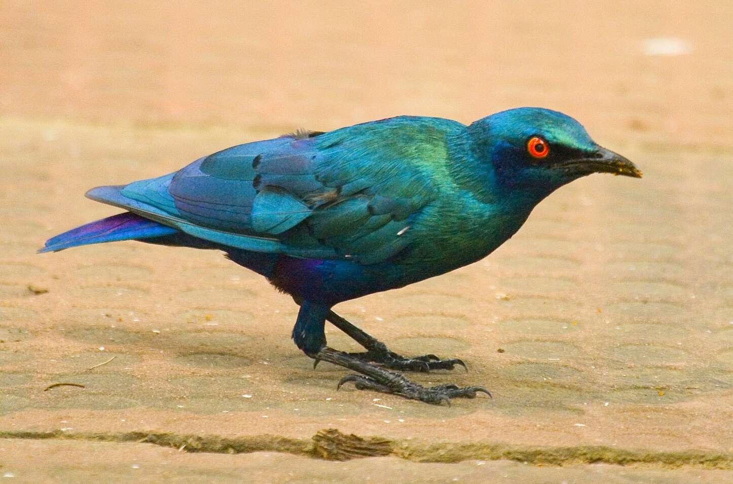 Image of Lesser Blue-eared Glossy-Starling