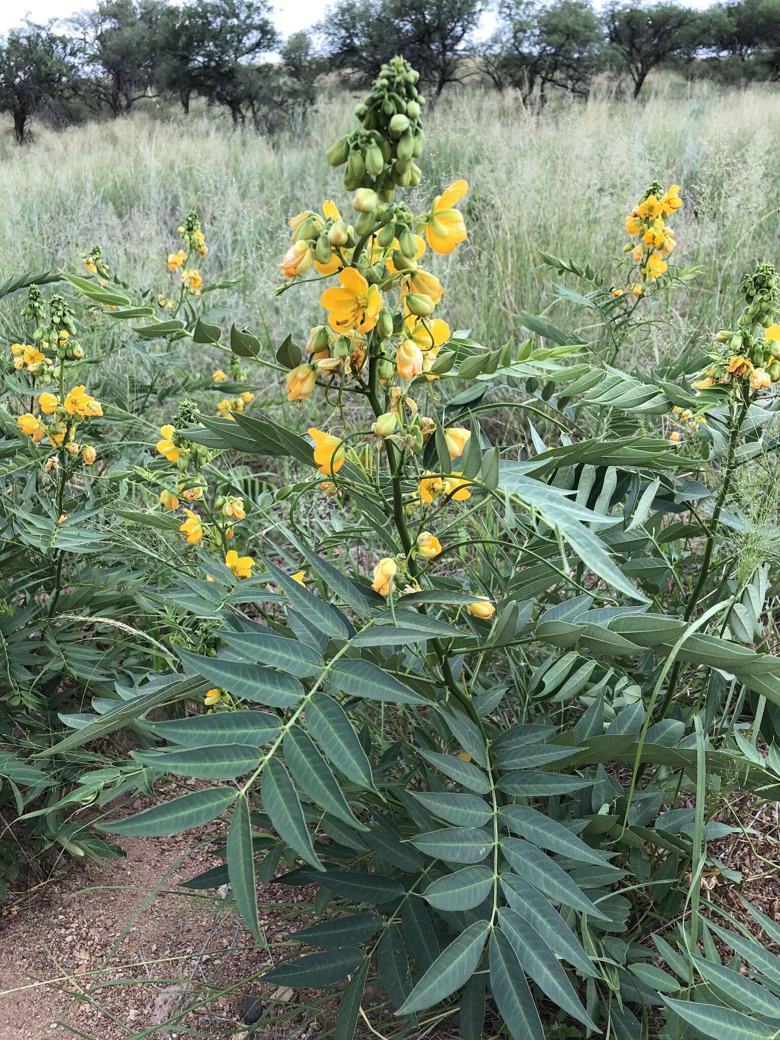 Senna hirsuta var. glaberrima (M. E. Jones) H. S. Irwin & Barneby resmi