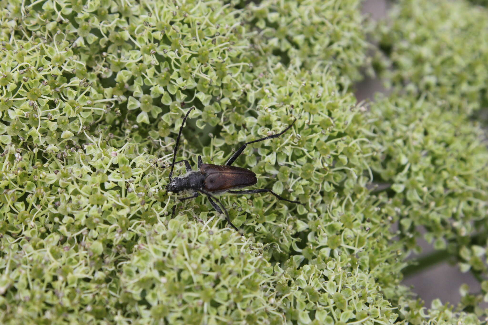 Image of Pachyta lamed liturata Kirby 1837