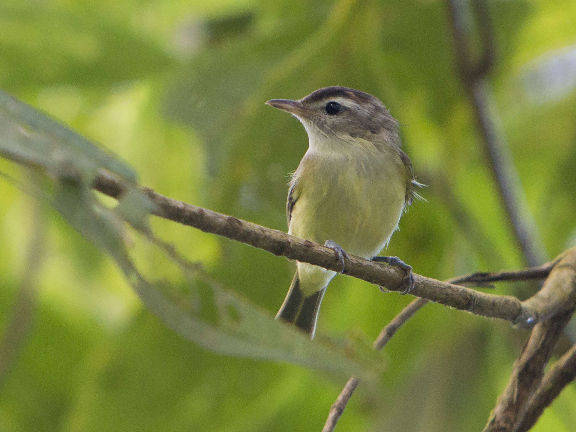 Image of Brown-capped Vireo