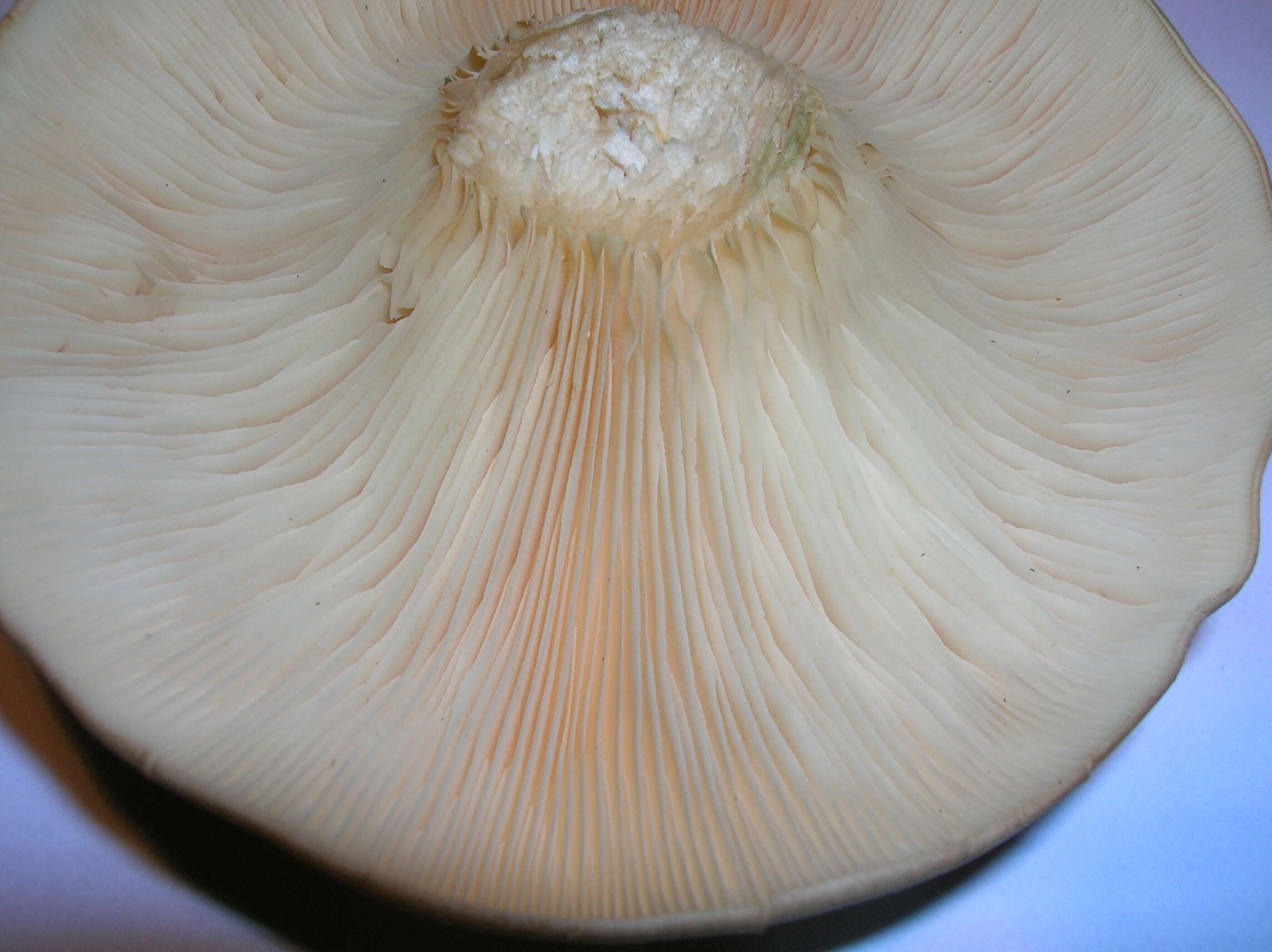 Image of Clitocybe nebularis (Batsch) P. Kumm. 1871