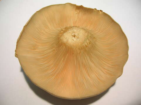 Image of Clitocybe nebularis (Batsch) P. Kumm. 1871