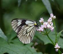 Imagem de Aporia acraea (Oberthür 1885)