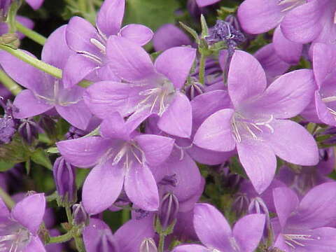 Image of Campanula portenschlagiana Schult.