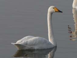 Image of Whooper Swan