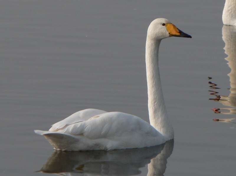 Image of Whooper Swan