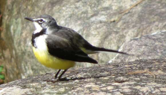 Image of Madagascan Wagtail