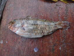 Image of Loosetooth parrotfish